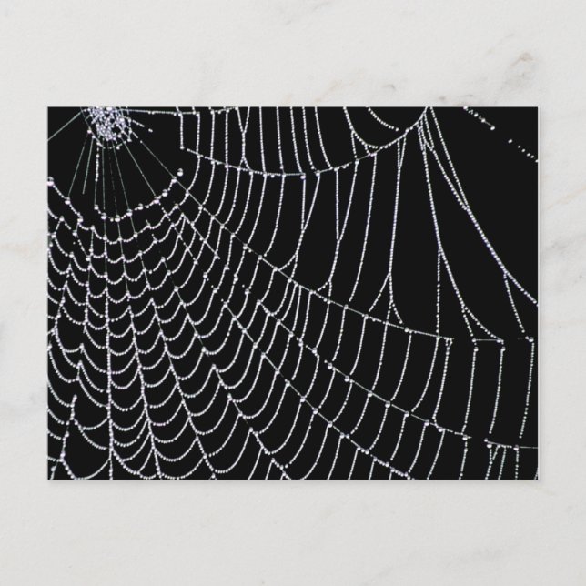 Le Web de Spider | Carte postale (Devant)