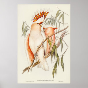 Leadbeaters Kakadu von Elizabeth Gould Poster