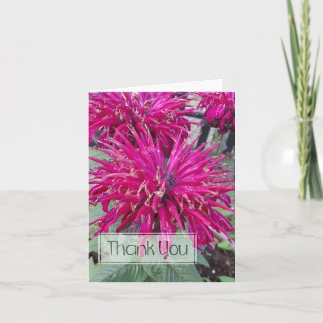 Leading Lady Razzberry Bee Balm Hot Pink Blume Dankeskarte (Vorderseite)