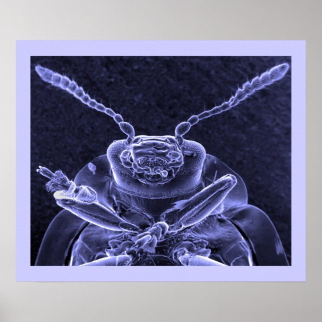 Leaf Beetle Image - Scanning Electron Microscope Poster (Vorne)