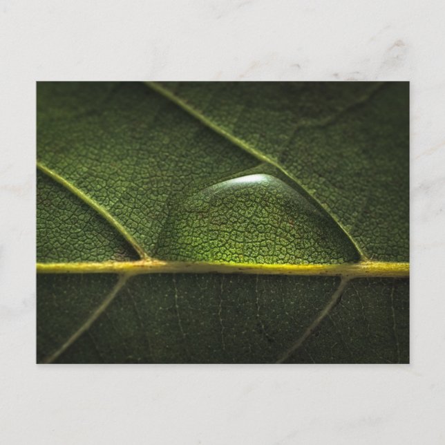 Leaf Droplets Postkarte (Vorderseite)