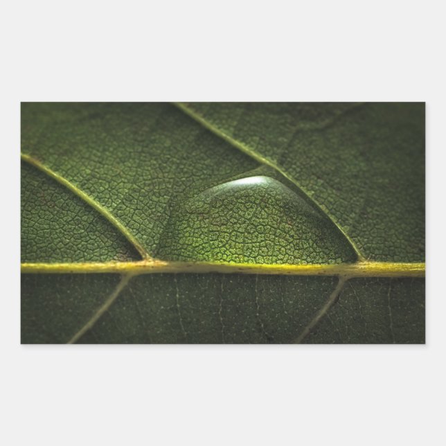 Leaf Droplets Rechteckiger Aufkleber (Vorderseite)