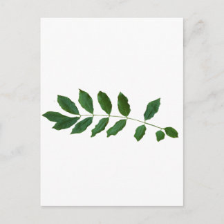 Leaf Fern Nature Party Pack Postkarte