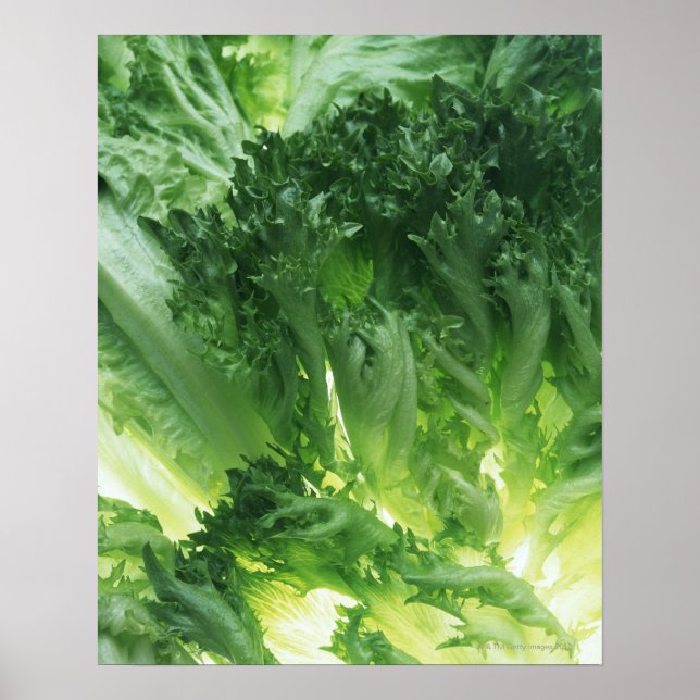 Leaf Lettuce Poster (Vorne)