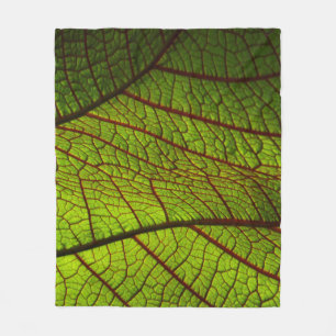 Leaf macro veins leaf veins green fleecedecke