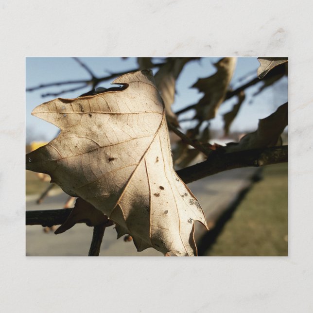 LEAF MIR EINE POSTKARTE (Vorderseite)