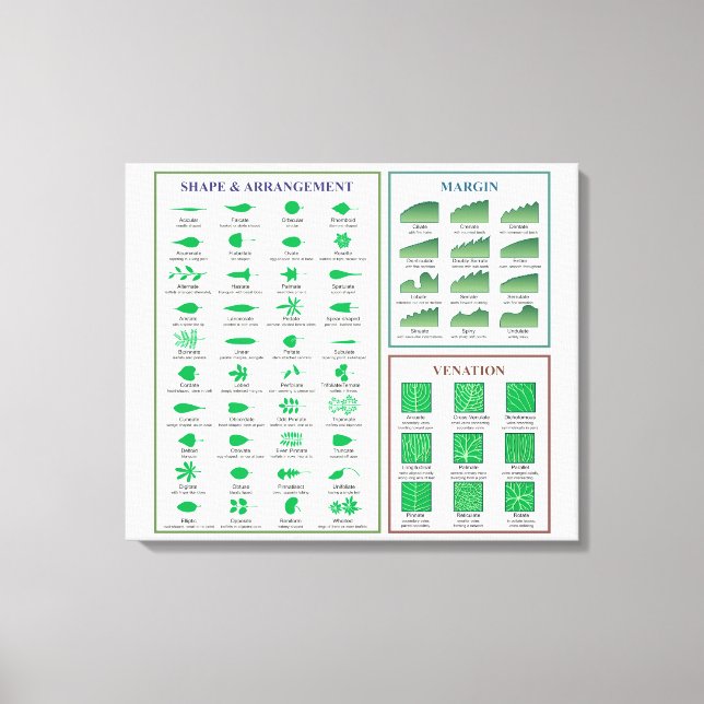 Leaf Morphology Chart Margin Form Venation Leinwanddruck (Vorderseite)