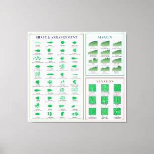 Leaf Morphology Chart Margin Form Venation Leinwanddruck