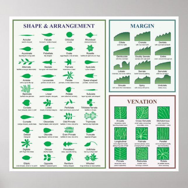 Leaf Morphology Chart Margin Gestaltungspanster Poster (Vorne)