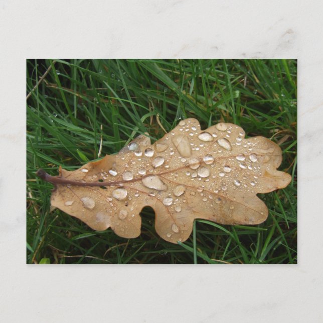 Leaf Postcard Postkarte (Vorderseite)