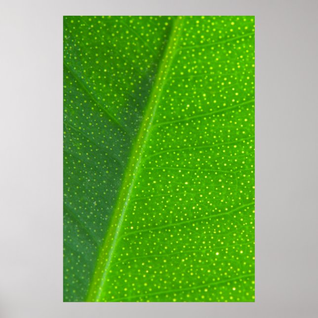 Leaf Poster (Vorne)