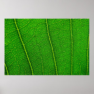 Leaf Poster