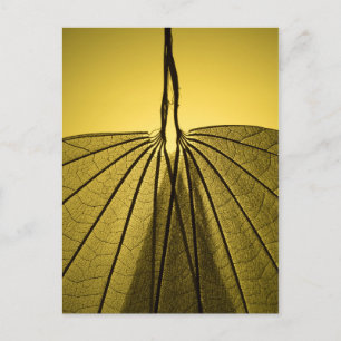Leaf Skeleton Postkarte