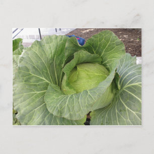 Leafy Cabbage Postkarte