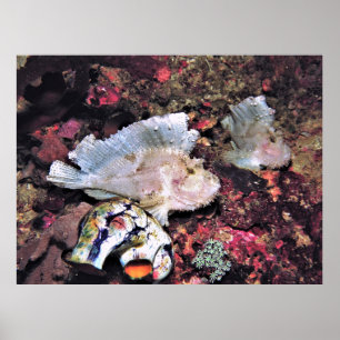 Leafy Scorpionfish Pair Poster
