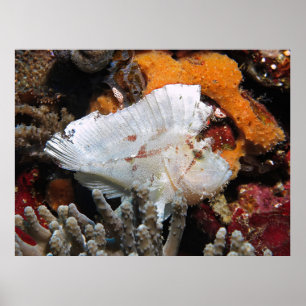 Leafy Scorpionfish Poster