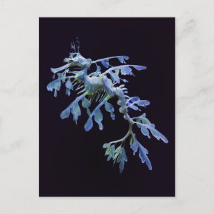 Leafy Sea Dragon Postcard Postkarte