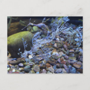 Leafy Seadragon # 2 Postkarte