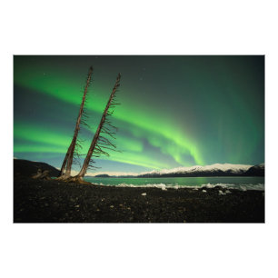 Leaning Tree Aurora Fotodruck