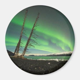 Leaning Tree Aurora Magnet