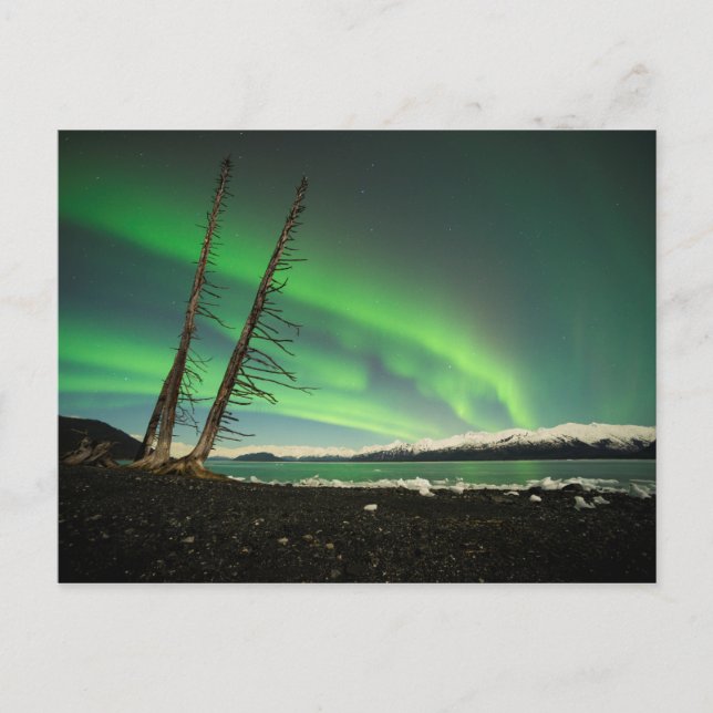 Leaning Tree Aurora Postkarte (Vorderseite)