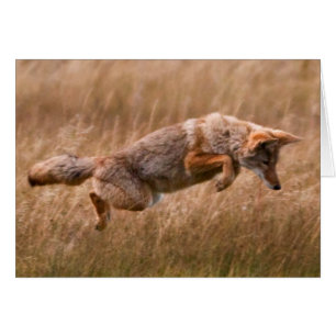 Leapage de coyote - Gibbon Meadows