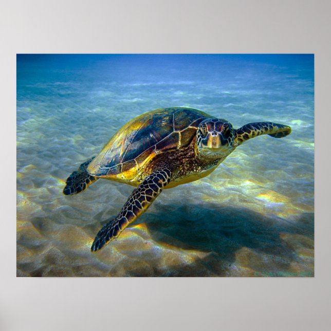 Leatherneck Sea Turtle Print Poster (Vorne)