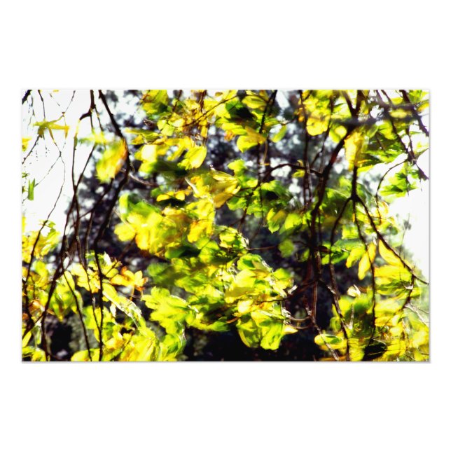 Leaves Blowing im Wind Fotodruck (Vorne)