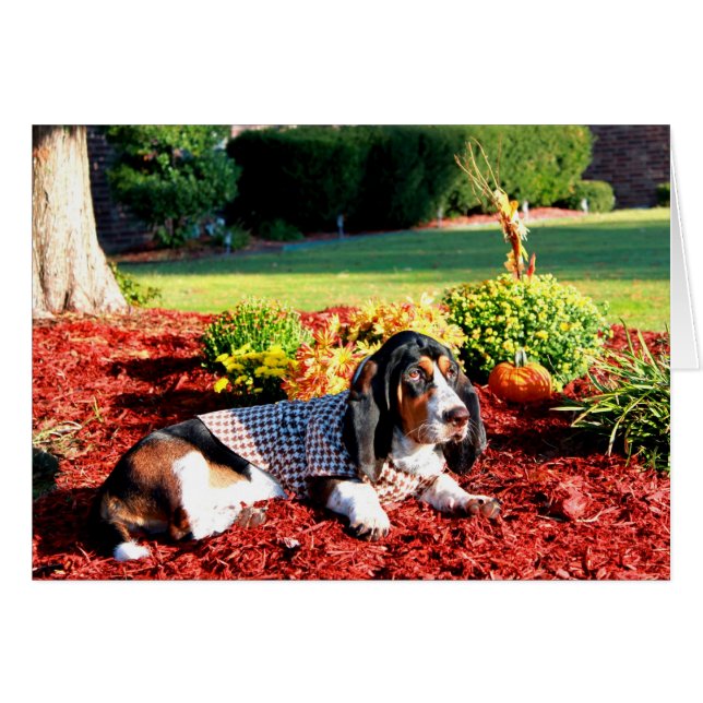 Leben eines Basset Hound (Vorderseite (Horizontal))