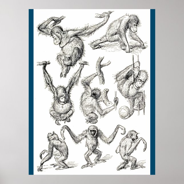 Leben eines jungen Orangutan Poster (Vorne)