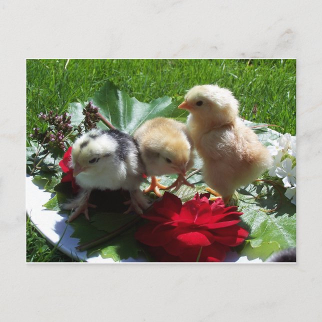 Leben lustige kleine Vögel Postkarte (Vorderseite)