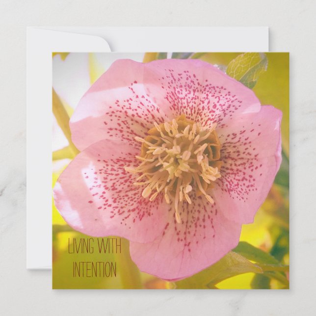Leben mit Absicht. Helleborus (Rose Lenten) (Vorderseite)