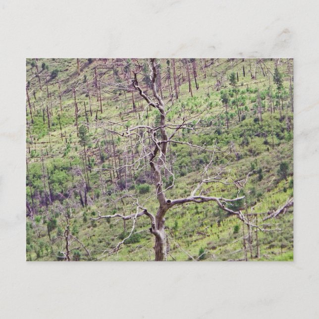 Leben- und Todesbäume im Tal Postkarte (Vorderseite)