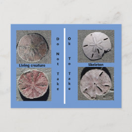 Leben und Toter Sand Dollar Postkarte