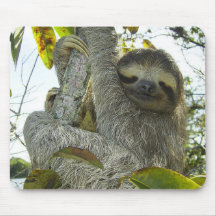 Leben wie ein Faultier