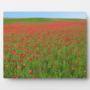 Lebende Poppies! Fotoplatte