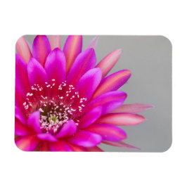 Lebende Rosa Kaktus Blume Blätter Magnet