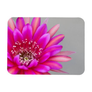 Lebende Rosa Kaktus Blume Blätter Magnet