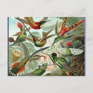 Lebende Vintage Kolibris Kunst exotische tropische Postkarte