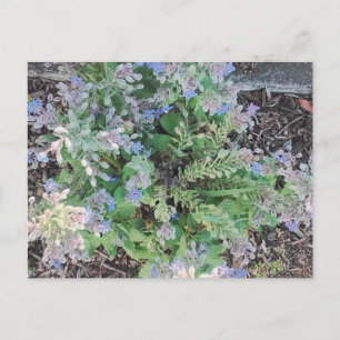 Lebendige Blaue Borretsch Sternblume Kräutergarten Postkarte
