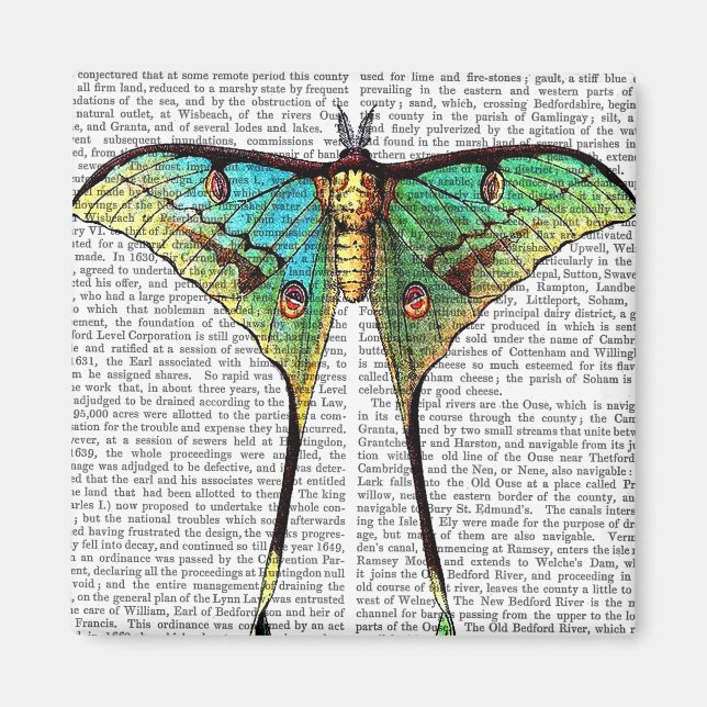 Lebendige Butterfly Magnet (Vorne)