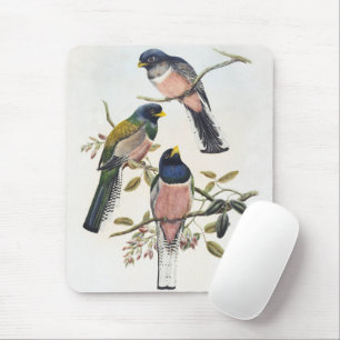 Lebendige drei Trogons auf einem Ast sitzend Vinta Mousepad
