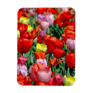 Lebendige gelbe und rote Tulpen-Garten-Fotomagnet Magnet