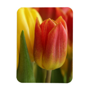 Lebendige gelbe und rote Tulpen-Garten-Fotomagnet Magnet