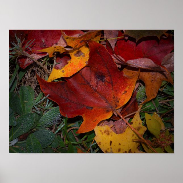 Lebendige Herbstblätter Poster (Vorne)