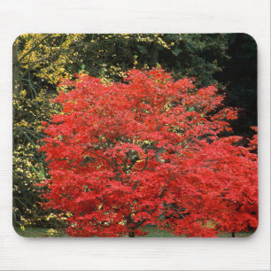 Lebendige Herbstrote Japanische Ahornbaum-Fotograf Mousepad