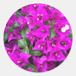 Lebendige lila Bougainvillea-Blüten Runder Aufkleber