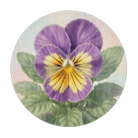 Lebendige lila-gelbe Stiefmütterchen-Blume Botanis