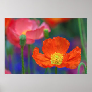 Lebendige Orange Mohnblüte Poster