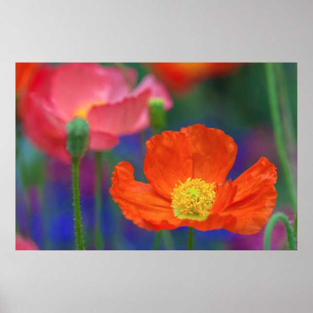 Lebendige Orange Mohnblüte Poster (Vorne)
